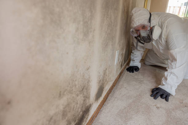 Reliable Houghton, NY Mold Removal Solutions